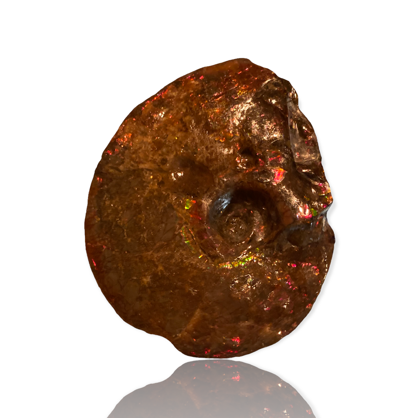 Ammolite Fossil