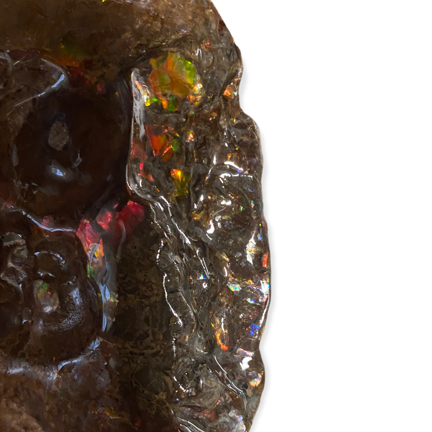 Ammolite Fossil