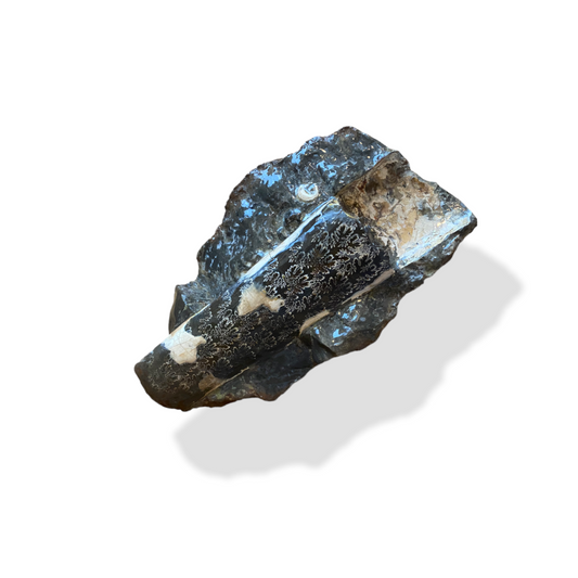 Baculite