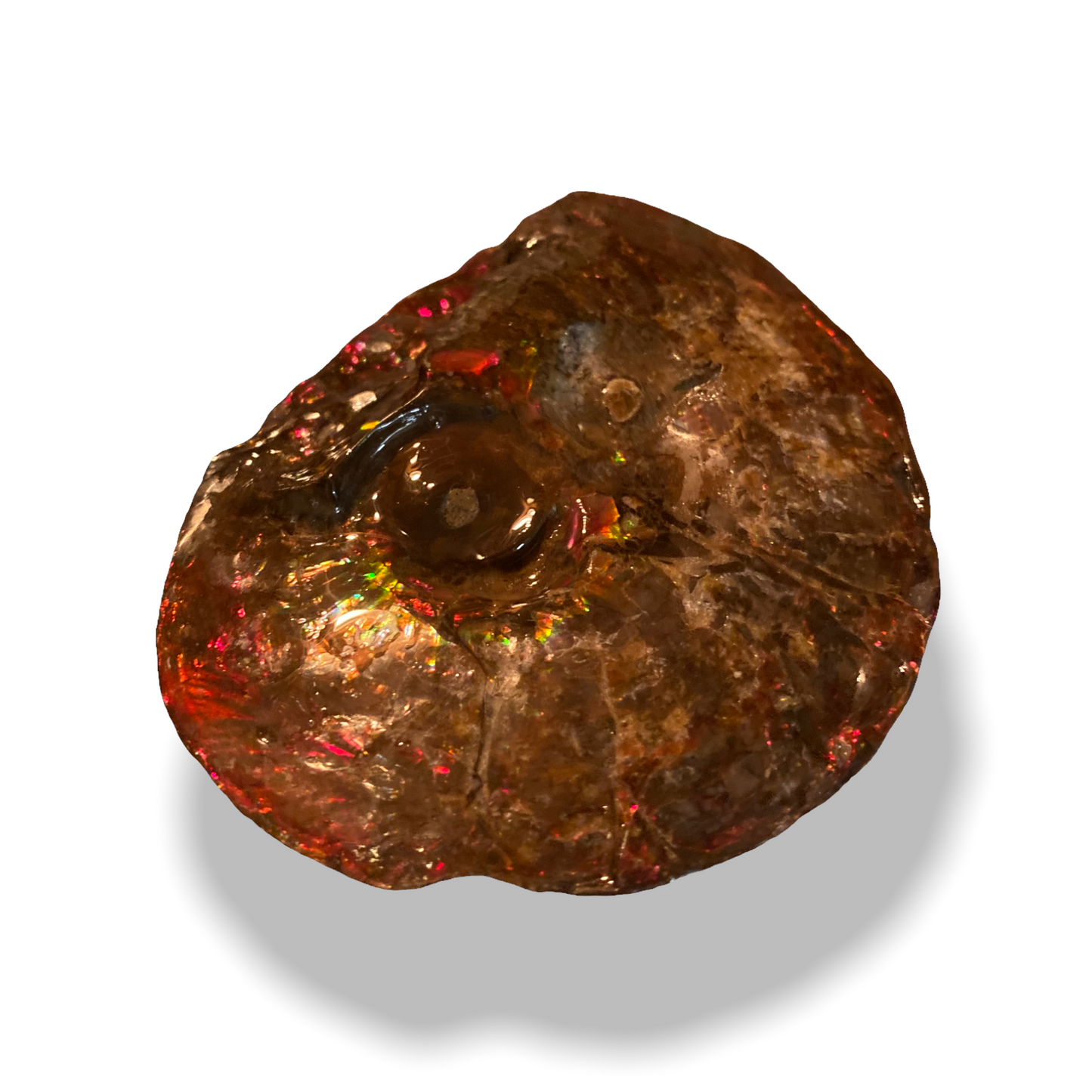 Ammolite Fossil